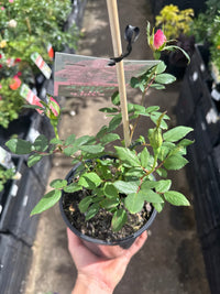 Rose Double Pink Knockout® - Ladybird Nursery