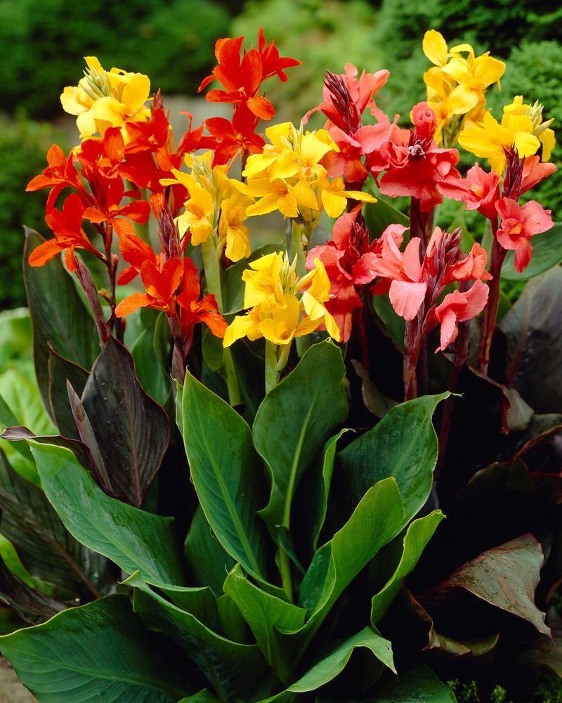 Canna generalis Dwarf (Canna x.)