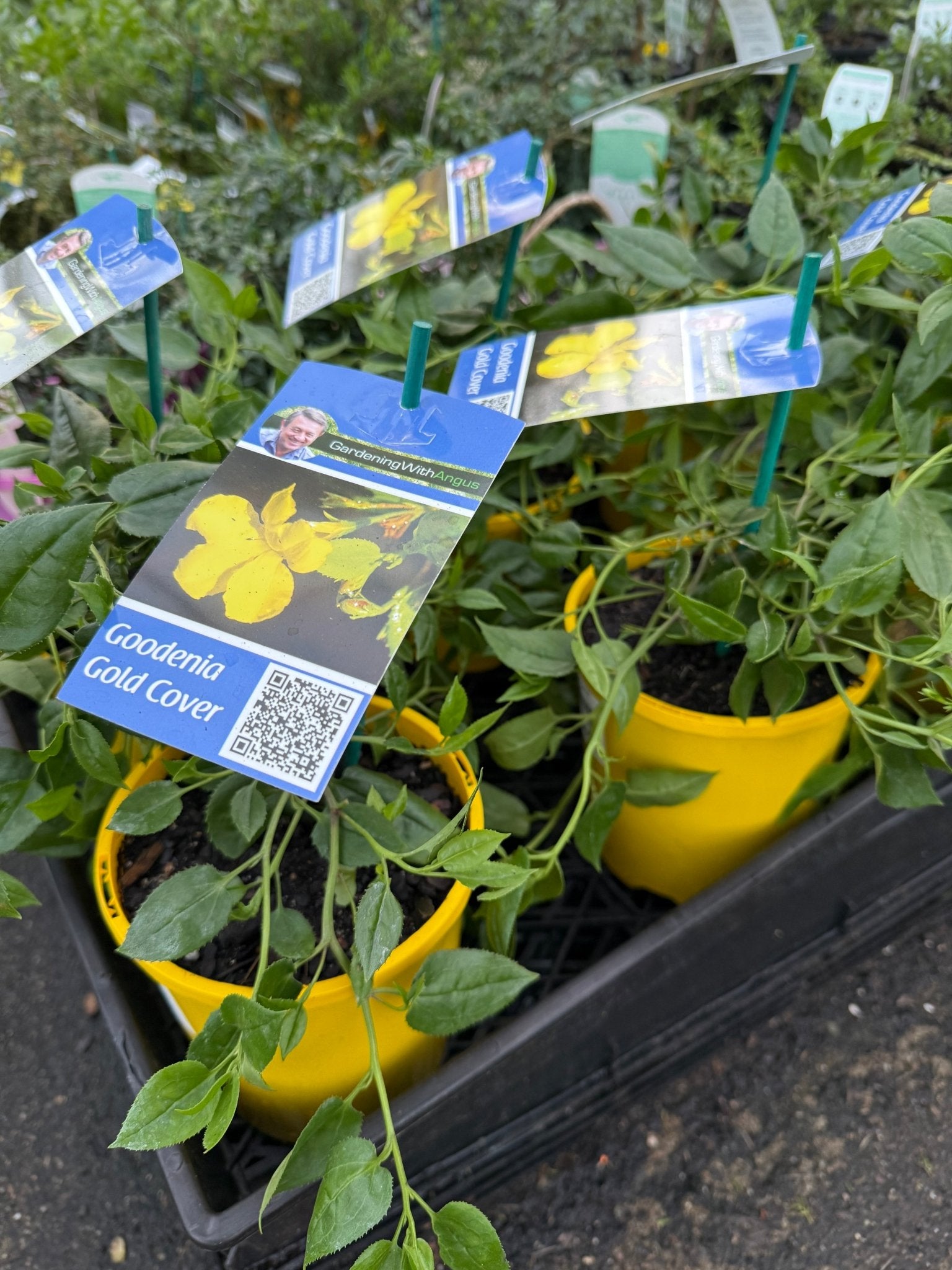 Goodenia 'Gold Cover' - Ladybird Nursery