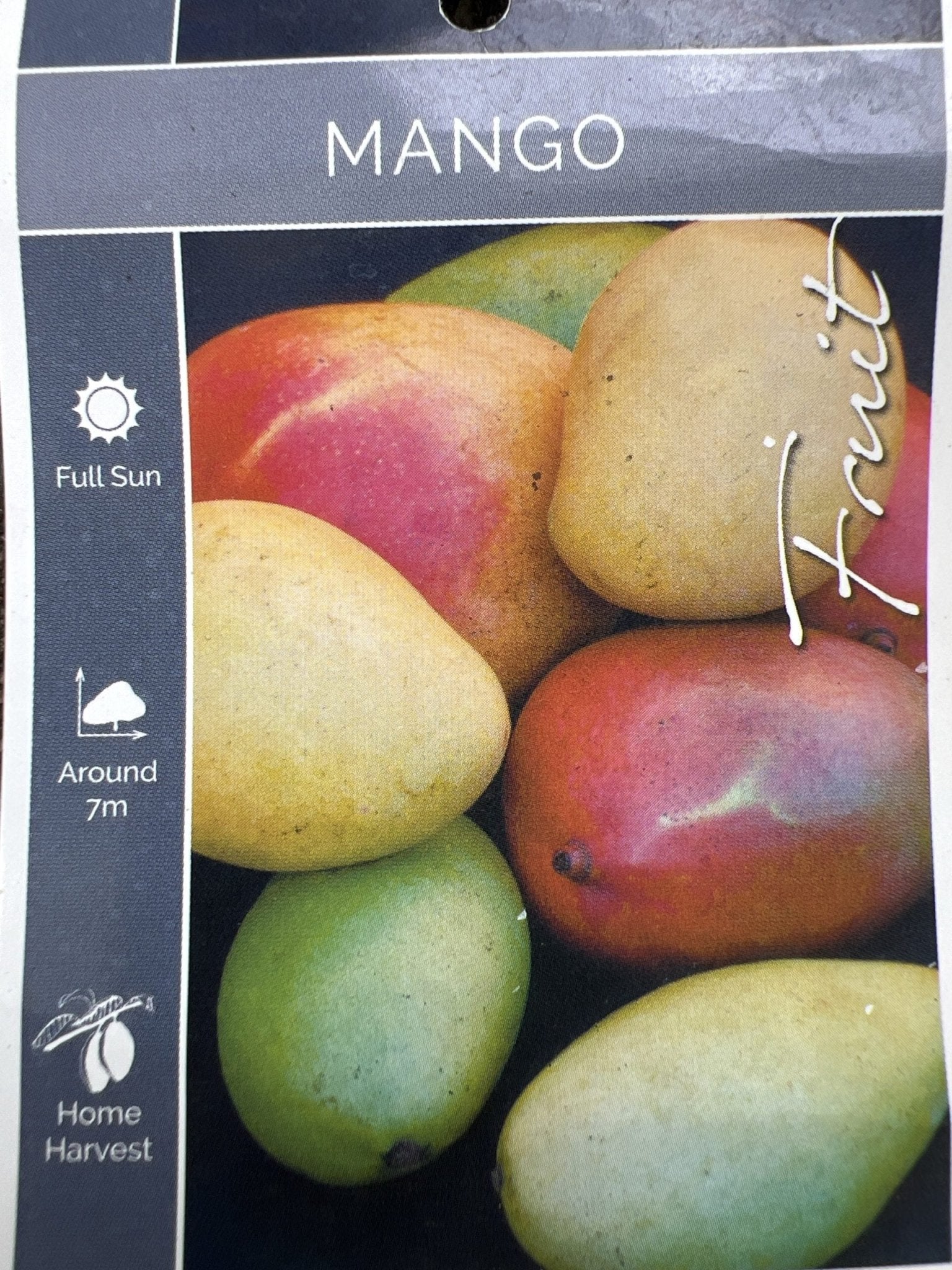 Mango 'Lucinda' - Ladybird Nursery