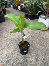 Heliconia bihai 'Halloween' - Ladybird Nursery