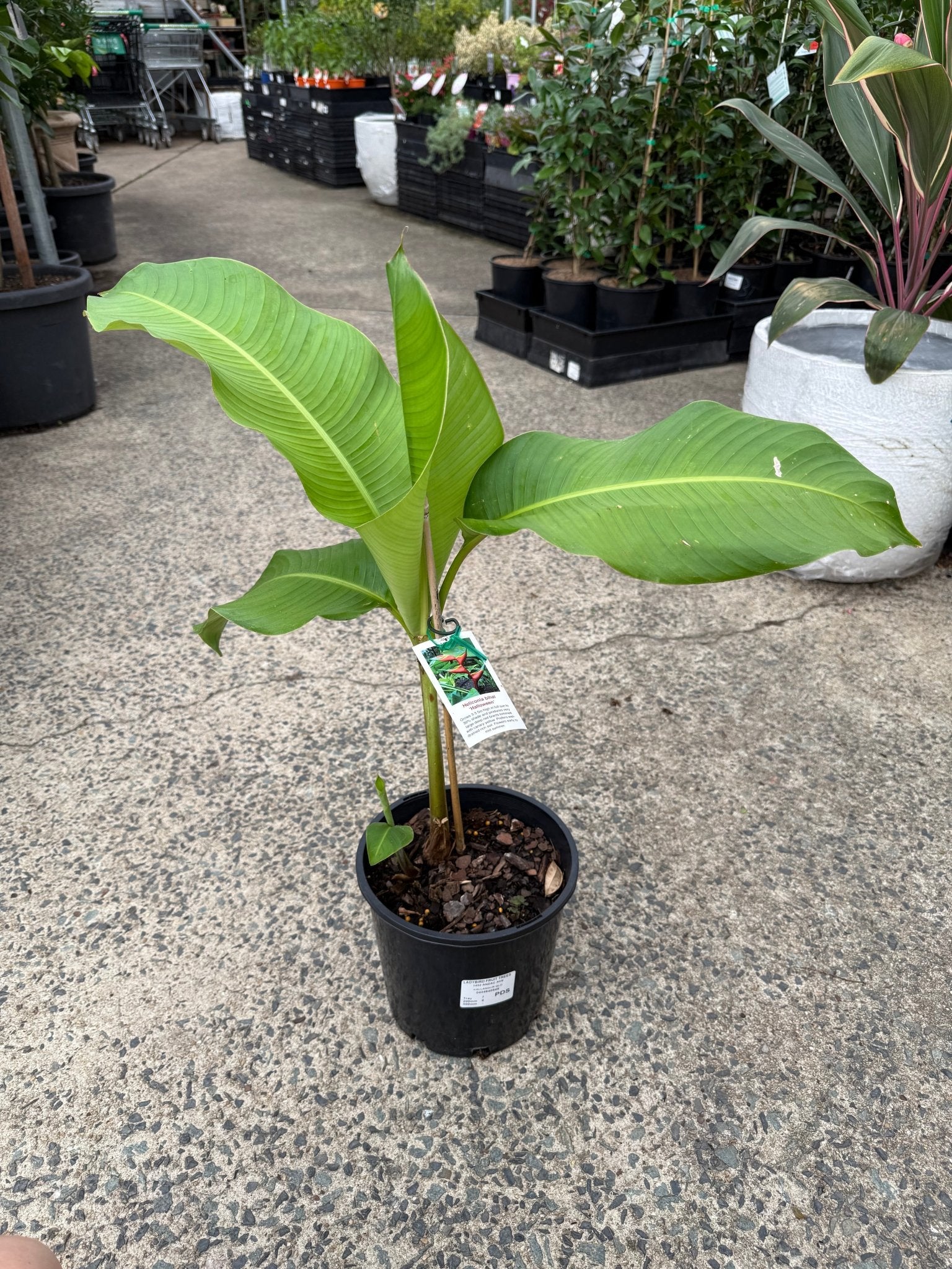 Heliconia bihai 'Halloween' - Ladybird Nursery