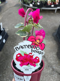 Bougainvillea 'Zuki' (Bougainvillea Bambino™) - Ladybird Nursery