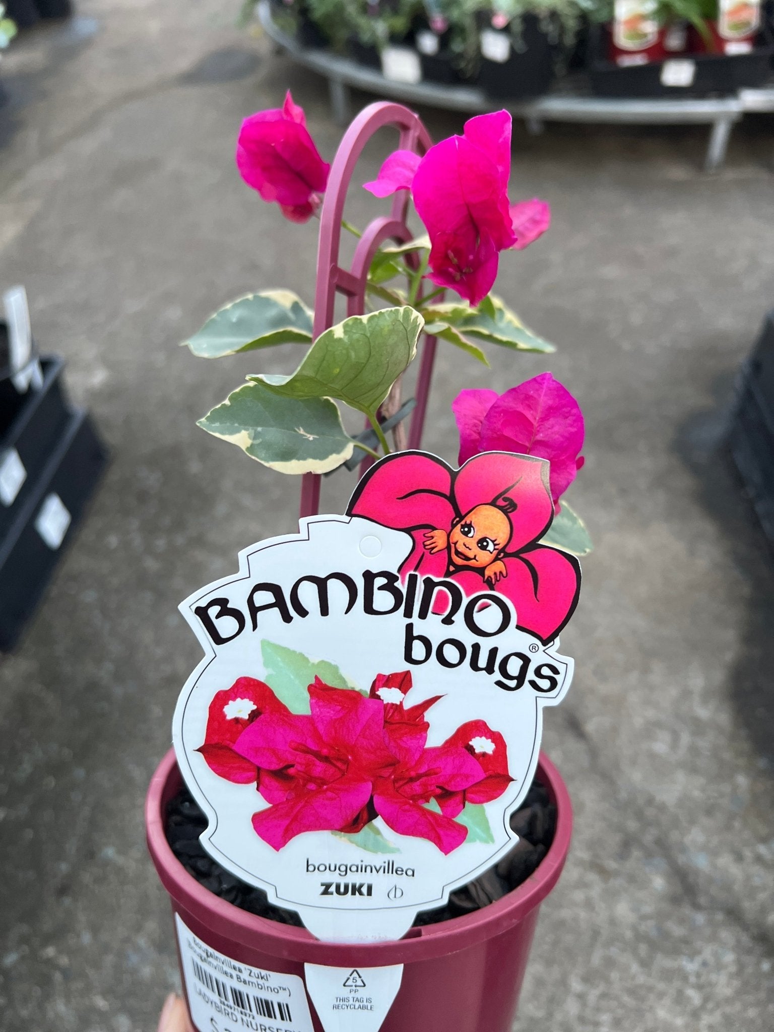 Bougainvillea 'Zuki' (Bougainvillea Bambino™) - Ladybird Nursery
