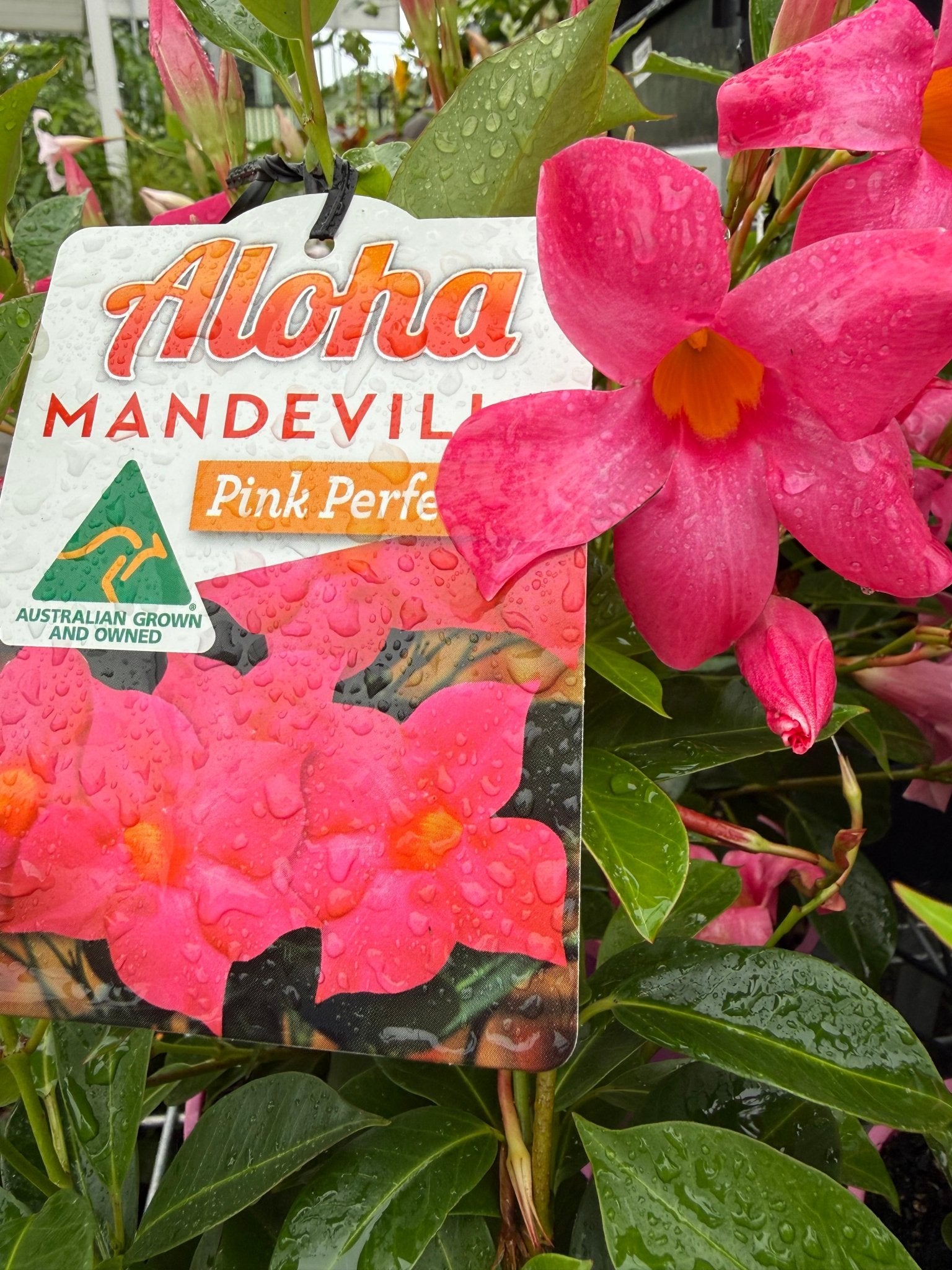 Mandevilla ‘Aloha Pink Perfection’ - Ladybird Nursery