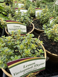 Variegated Lemon Thyme - Ladybird Nursery