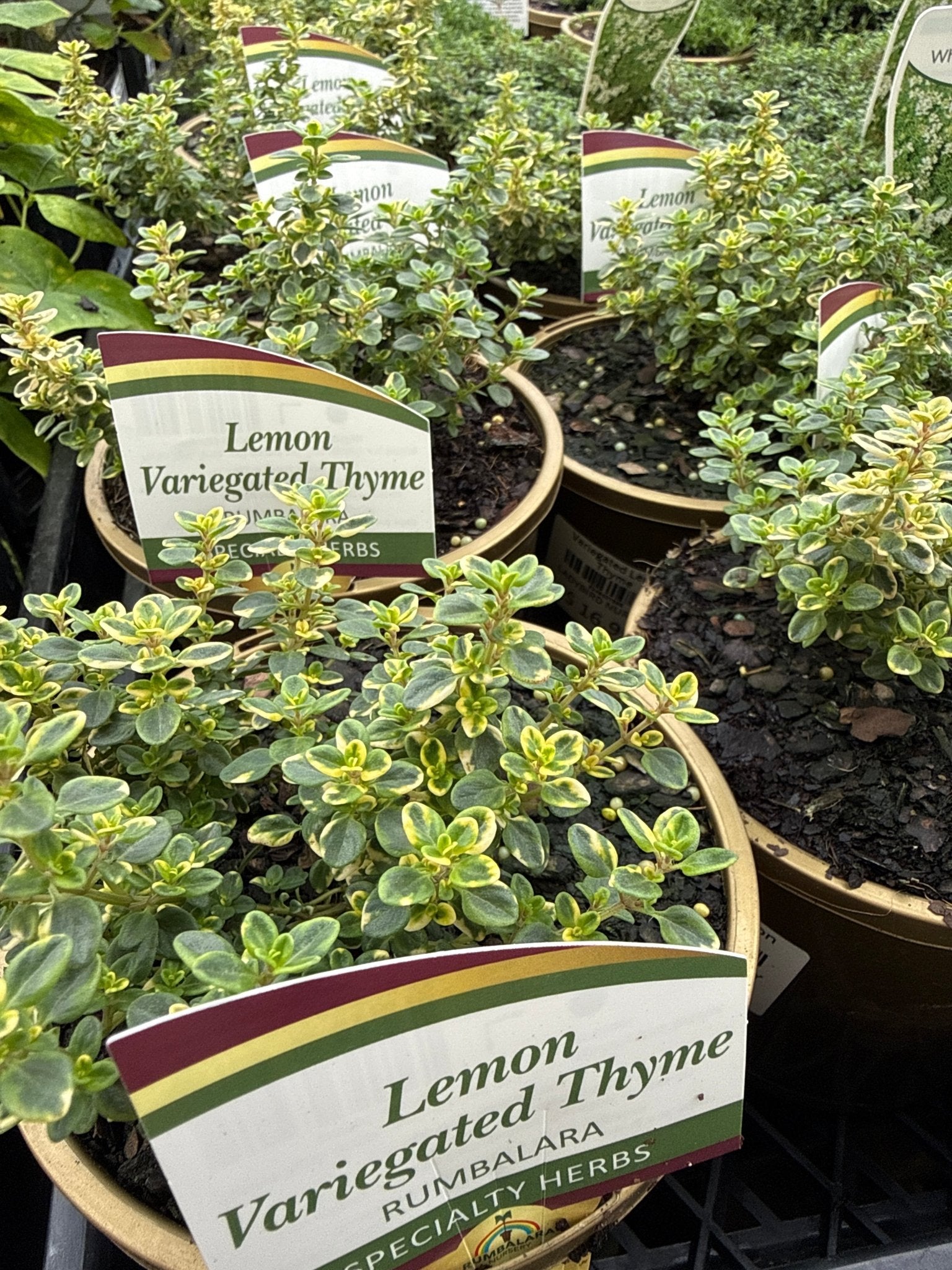 Variegated Lemon Thyme - Ladybird Nursery