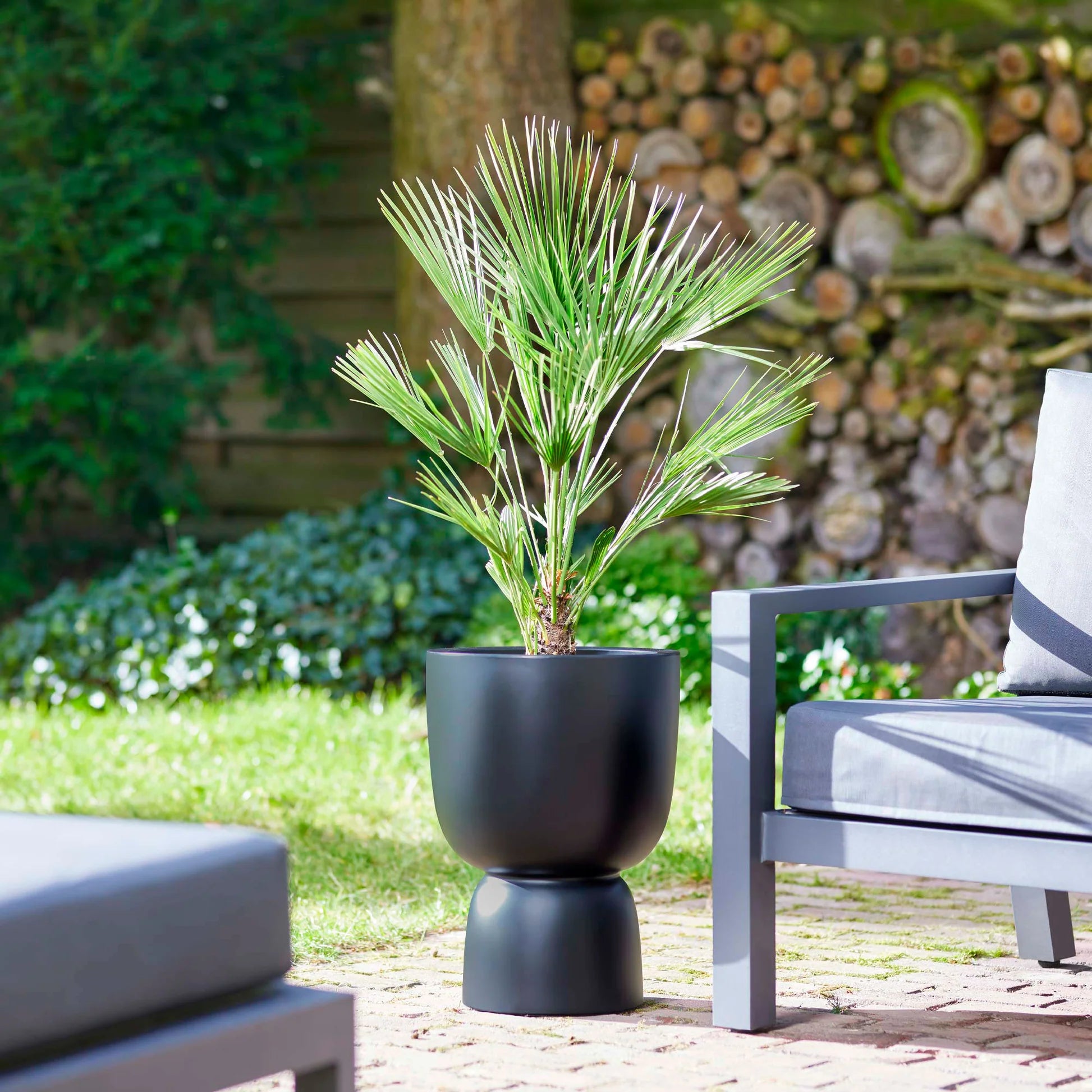 Windmill Palm (Trachycarpus fortunei)