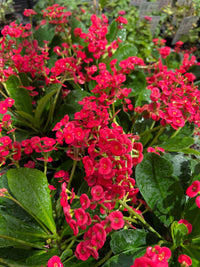 Euphorbia Somona 'Gabriella Red' - Ladybird Nursery