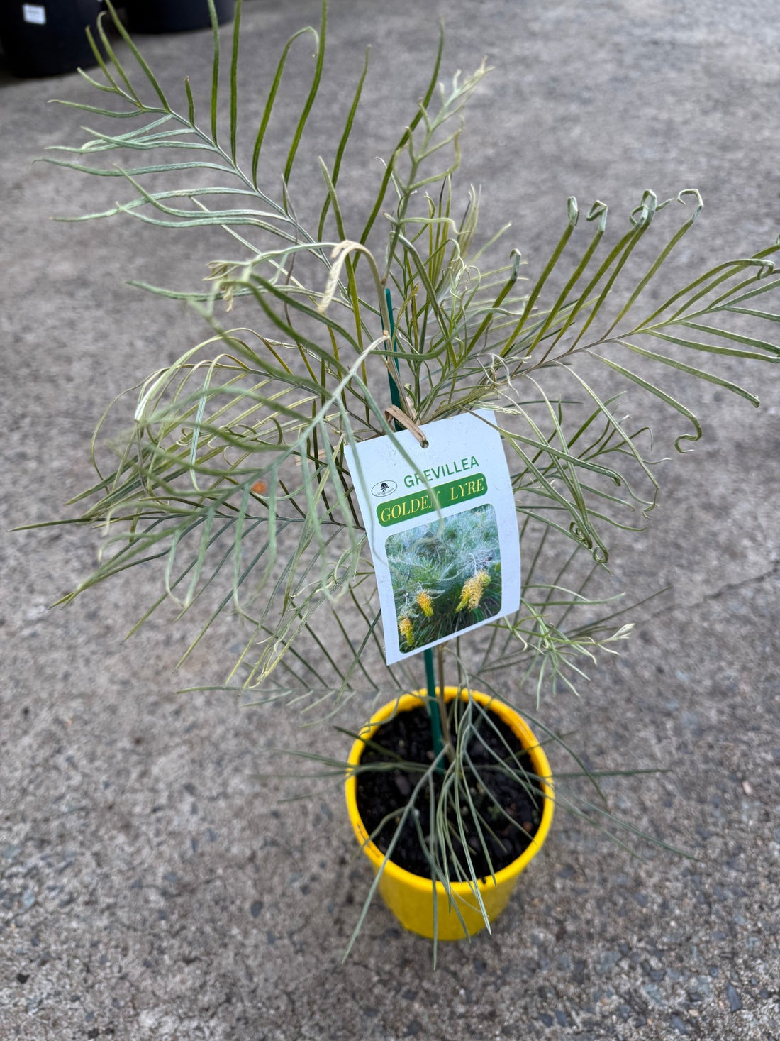 Grevillea 'Golden Lyre' - Ladybird Nursery