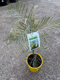 Grevillea 'Golden Lyre' - Ladybird Nursery