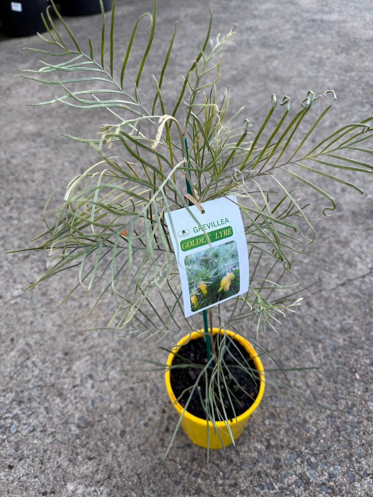 Grevillea 'Golden Lyre' - Ladybird Nursery