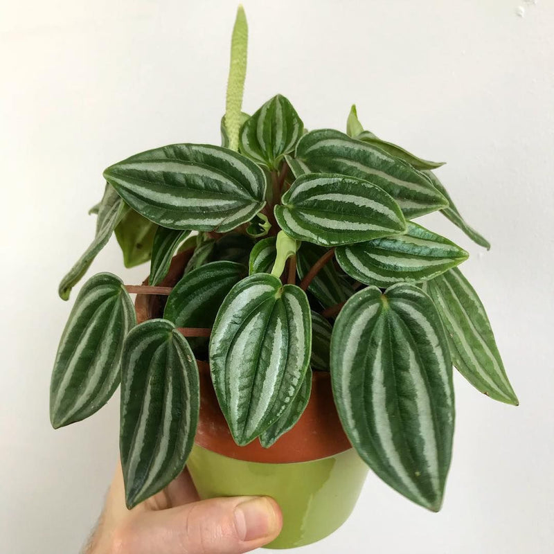 Peperomia Dwarf Watermelon (Peperomia verschaffeltii)