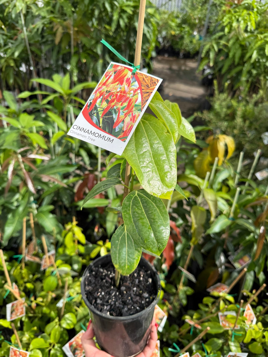 Cinnamon Tree (Cinnamomum zealanicum) - Ladybird Nursery