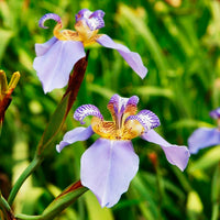 Walking Iris Regina Tissue culture (Neomarica caerulea)