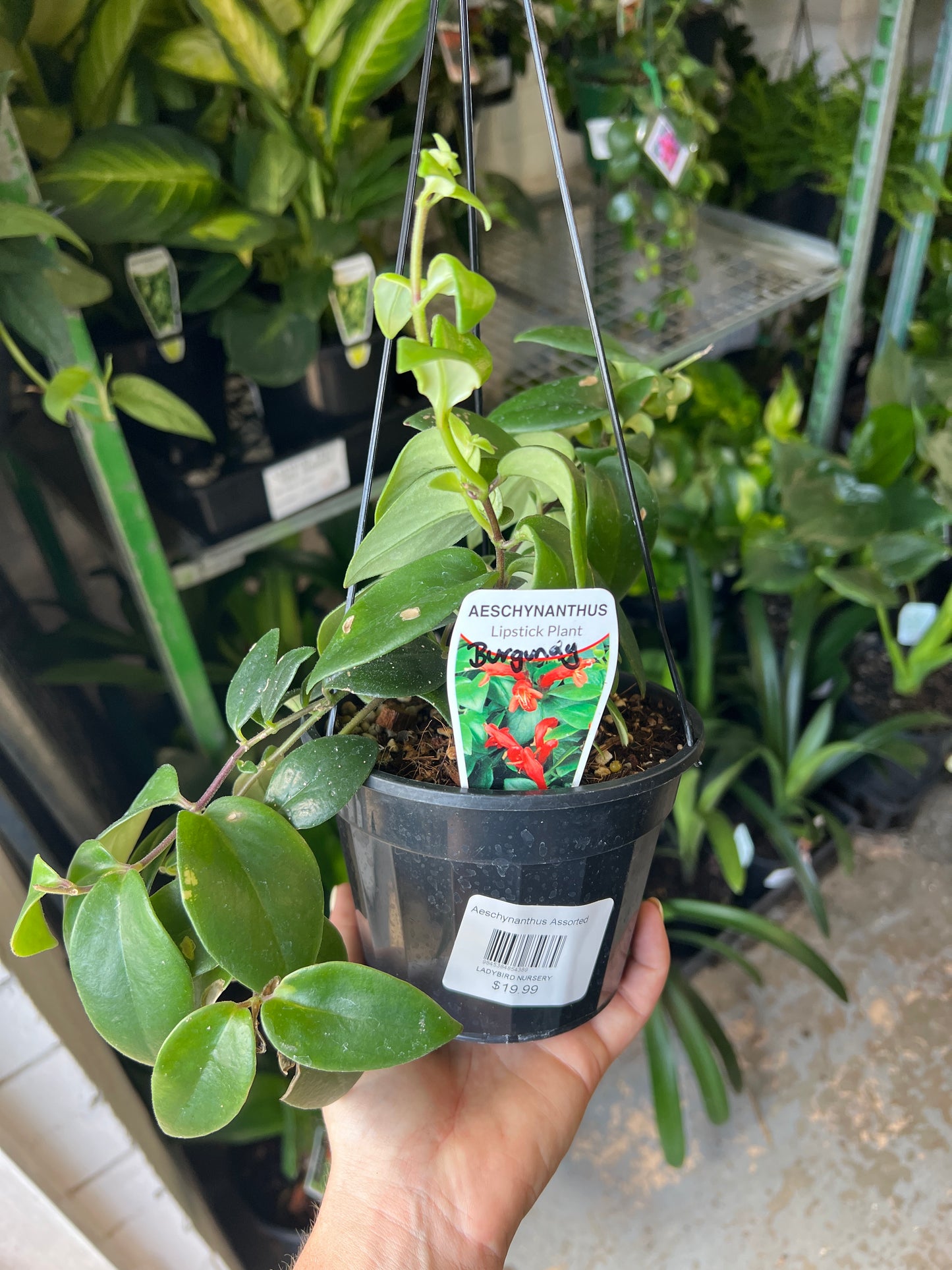 Aeschynanthus assorted