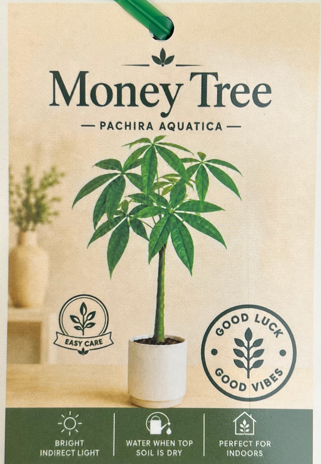 Money Tree 'Lucky 3' Twisted Stem