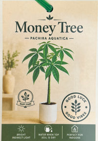 Money Tree 'Lucky 3' Twisted Stem