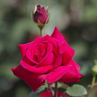 Rose Kardinal 3 ft Standards (Rosa) - Ladybird Nursery