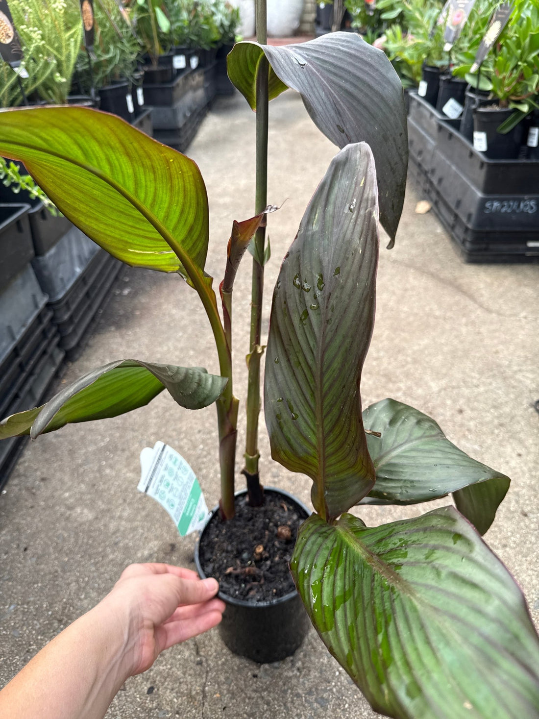 Canna Lily ‘Bronze Scarlet’ (Canna cannova) - Ladybird Nursery