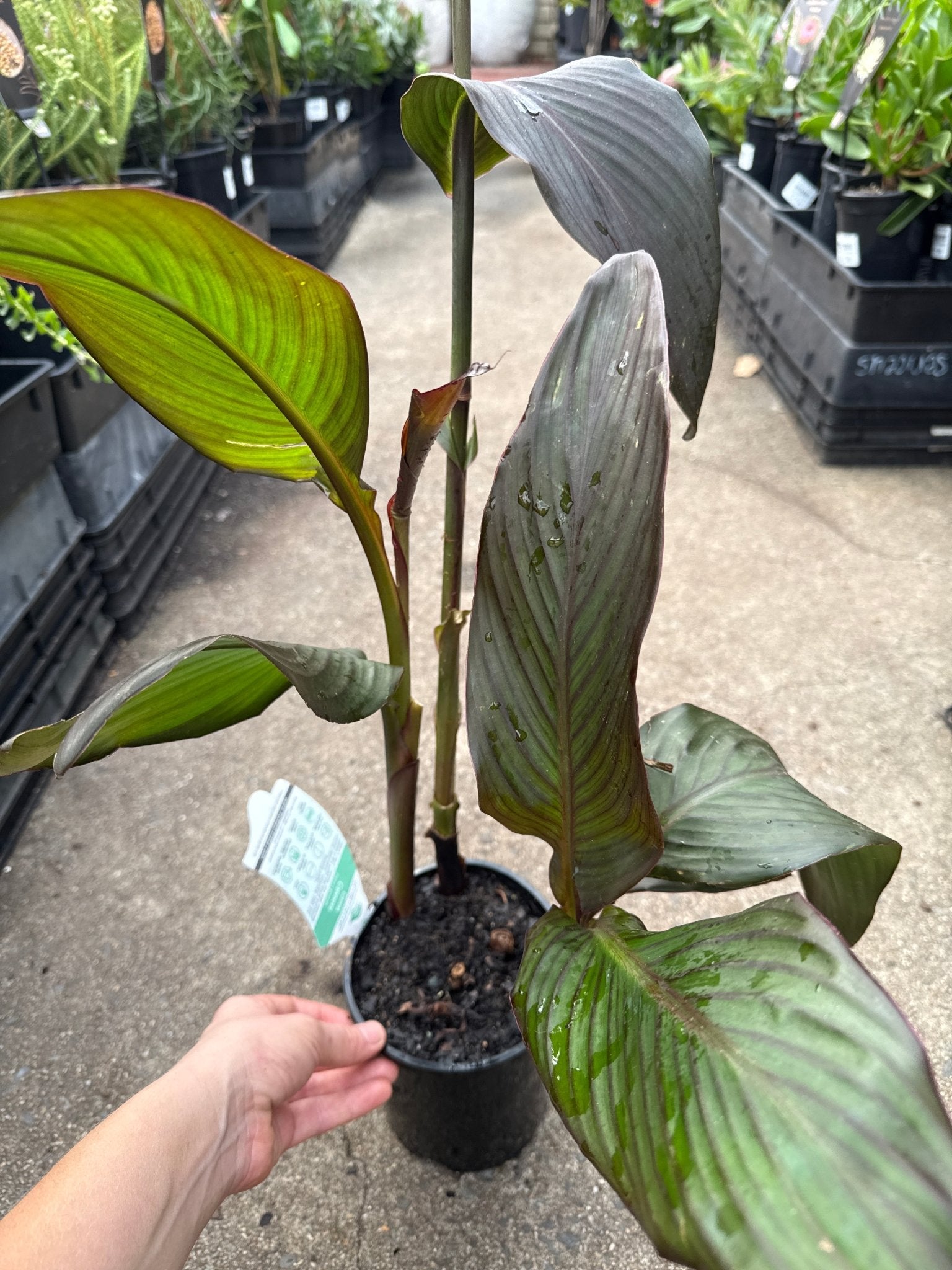 Canna Lily ‘Bronze Scarlet’ (Canna cannova) - Ladybird Nursery