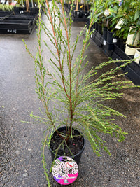Leptospermum 'Mozzie Blocker' (Leptospermum liversidgei) - Ladybird Nursery