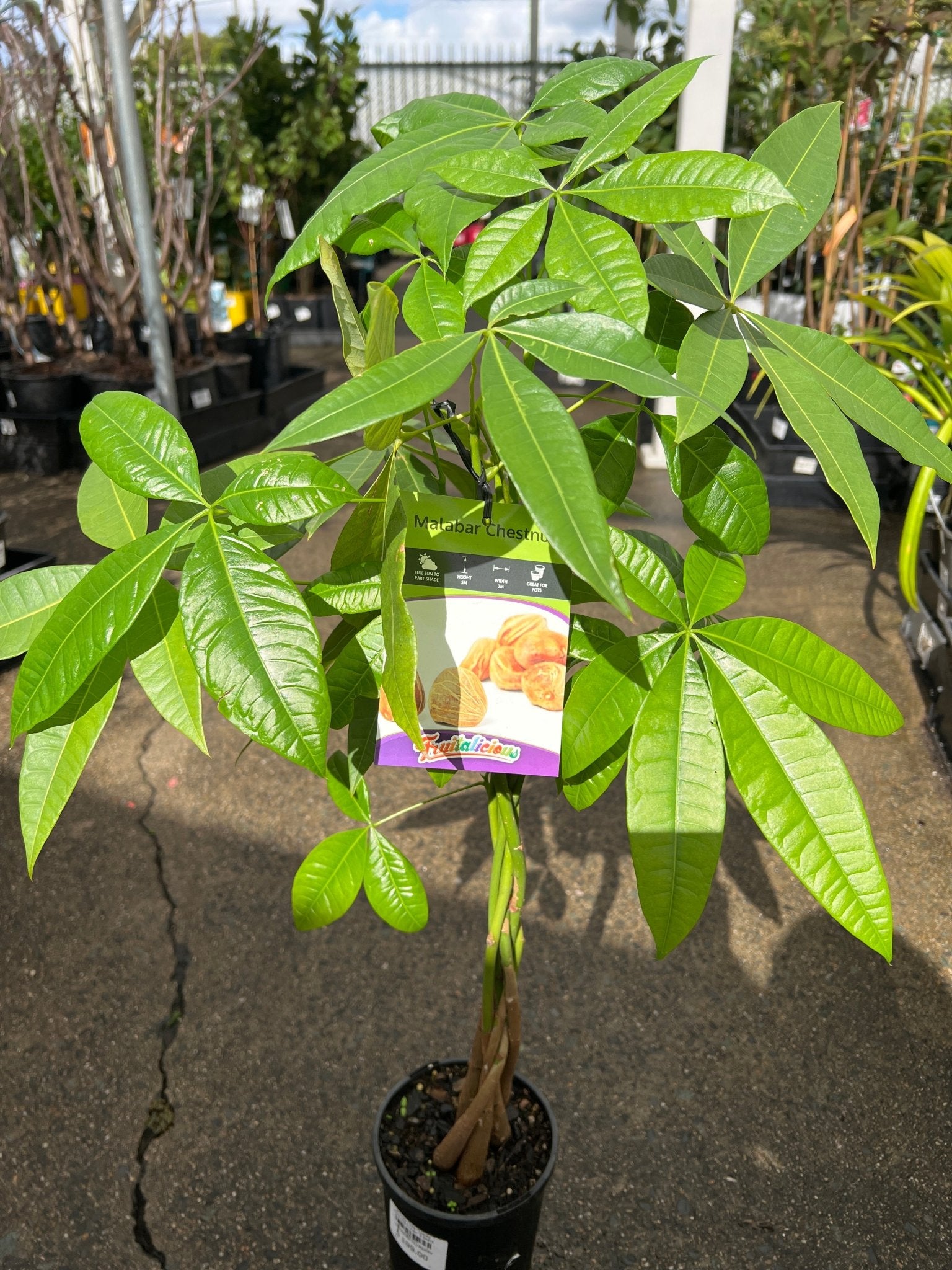 Money Tree "Lucky Fortune Twist" 5 Stem - Ladybird Nursery