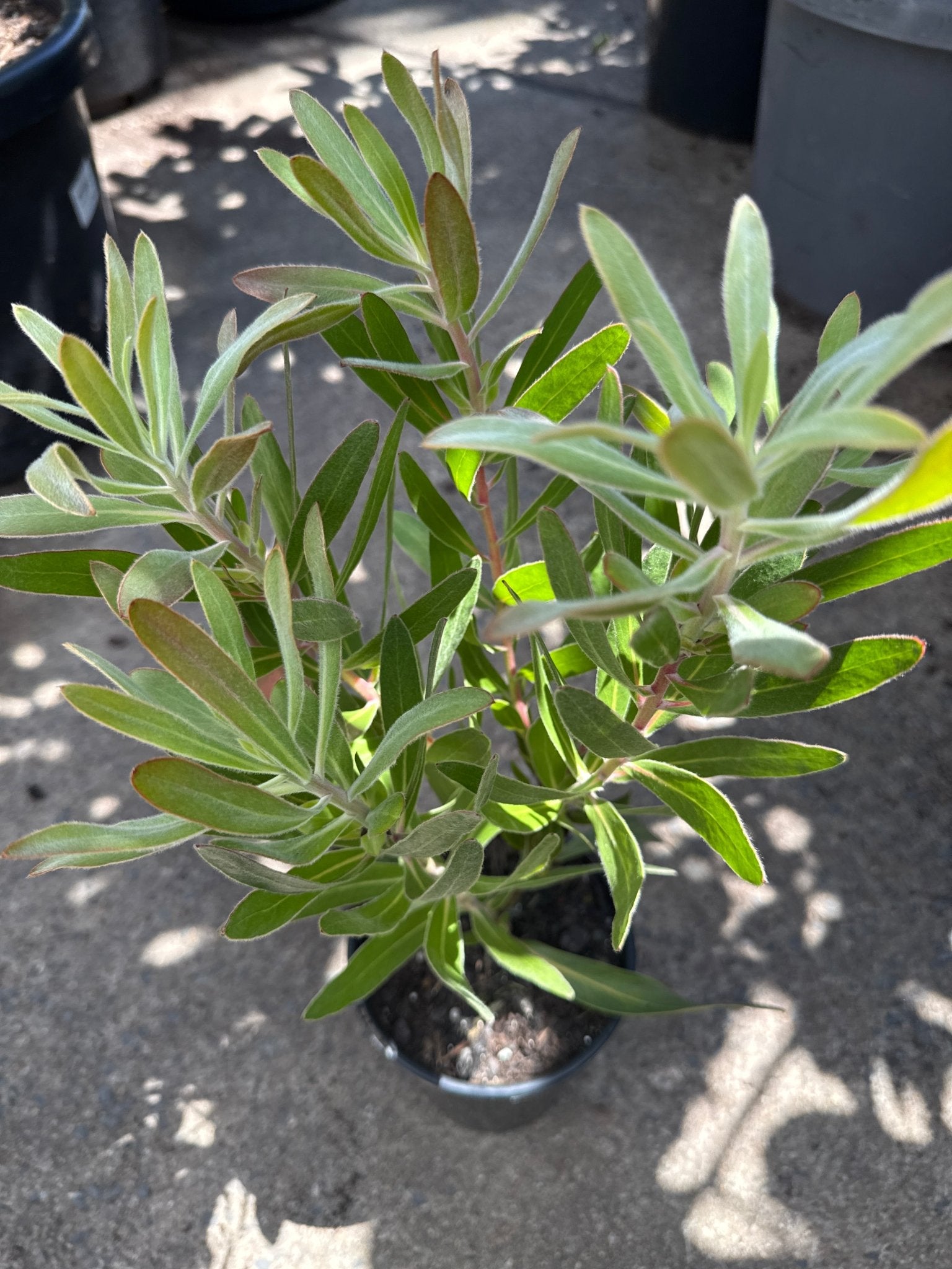 Protea 'Special Pink Ice' - Ladybird Nursery