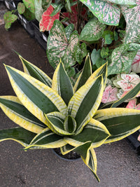 Sansevieria 'Black Gold' - Ladybird Nursery
