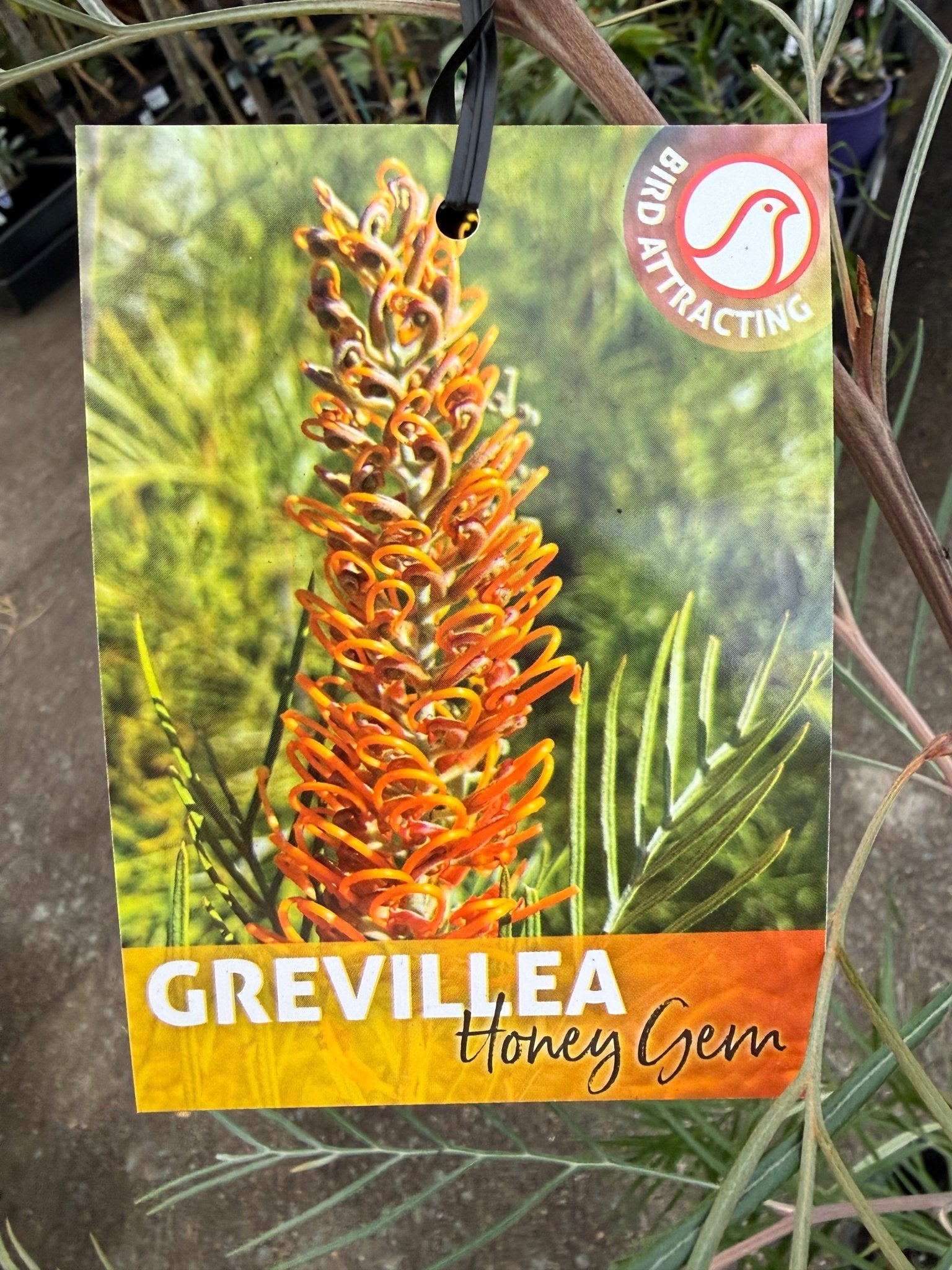 Grevillea 'Honey Gem' - Large - Ladybird Nursery