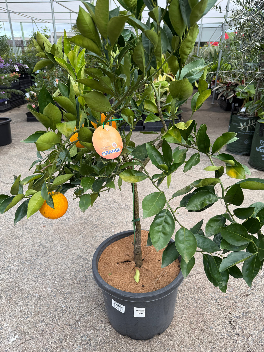 Orange 'Washington Navel' 330mm (Pickup Only)