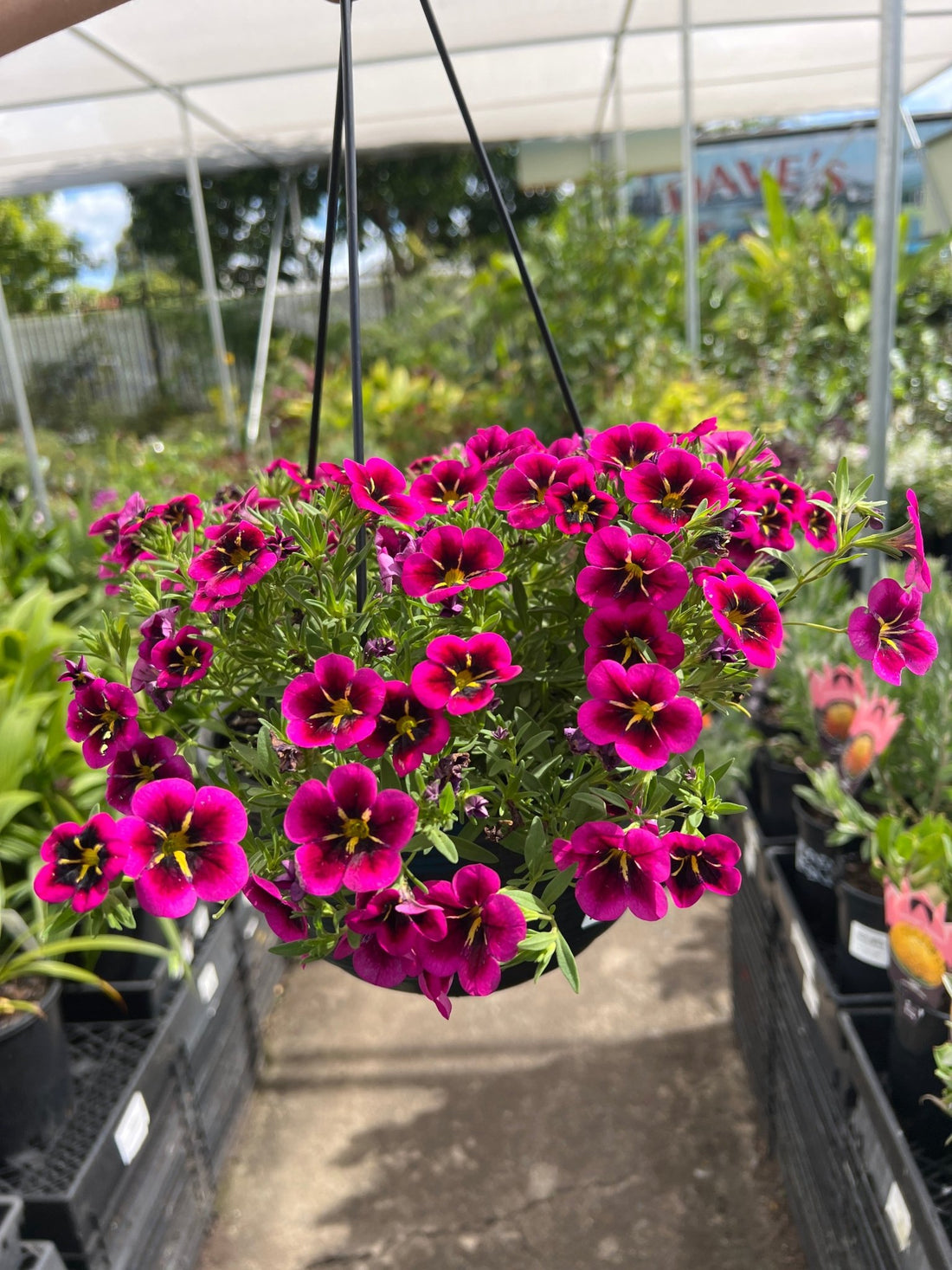 Calibrachoa Cabaret 'Goodnight Kiss' - Ladybird Nursery