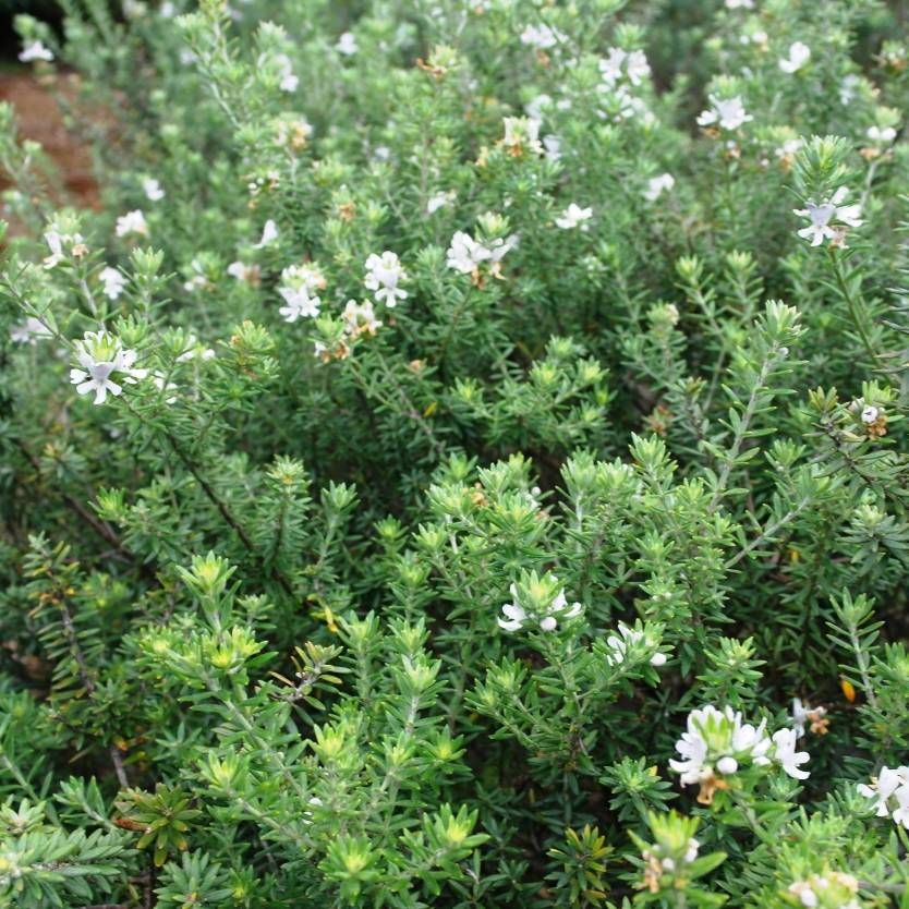 Coastal Rosemary MUNDI™ (Westringia fruticosa)