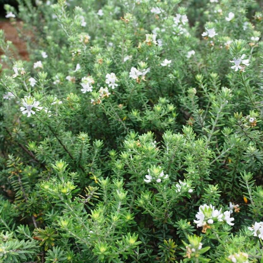 Coastal Rosemary MUNDI™ (Westringia fruticosa) - Ladybird Nursery