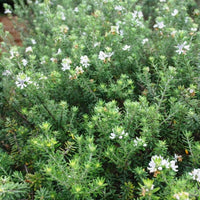 Coastal Rosemary Low Horizon™ (Westringia fruticosa)