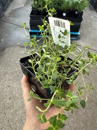 Thyme (Pickup Only) - Ladybird Nursery