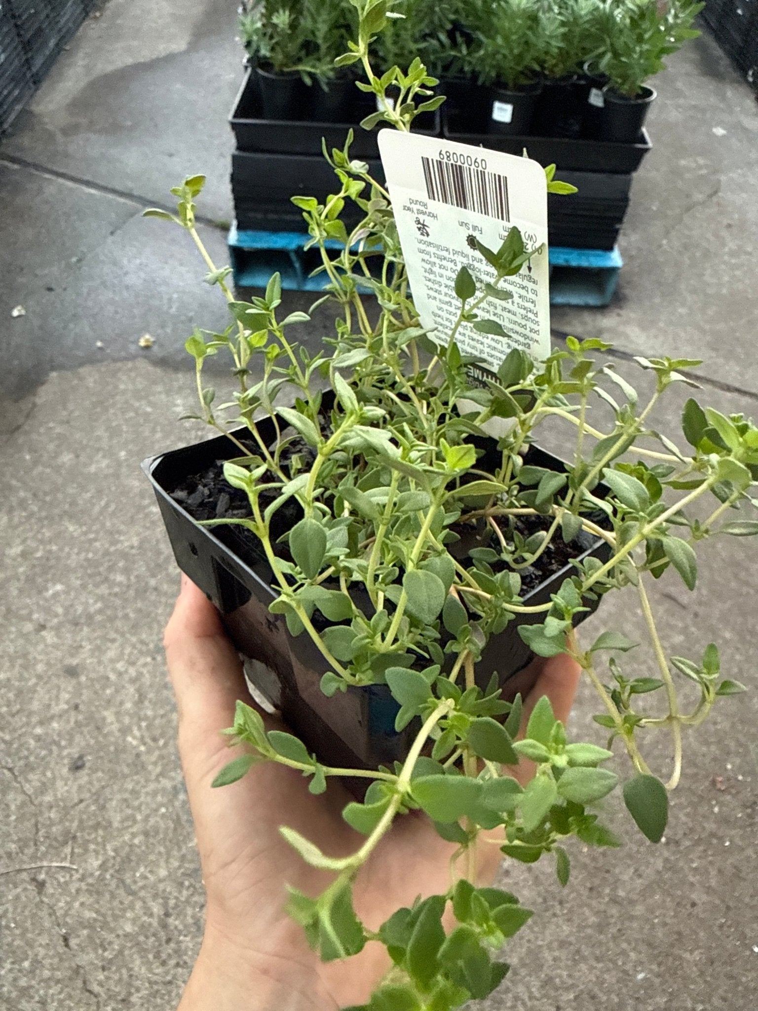 Thyme (Pickup Only) - Ladybird Nursery