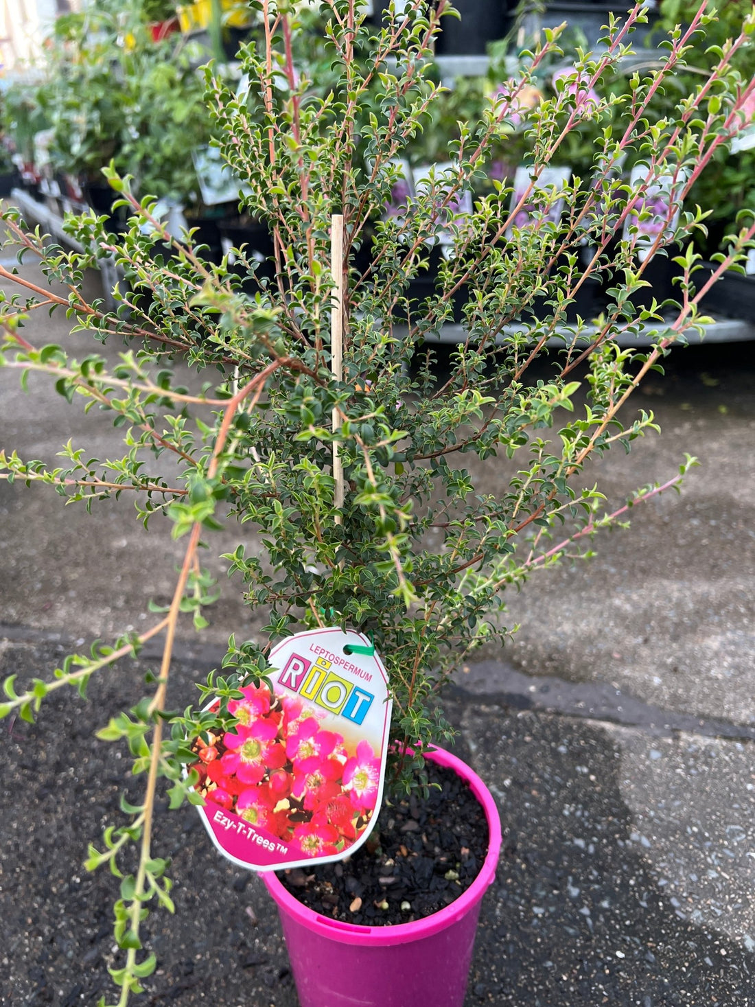 Leptospermum ‘Riot' - Ladybird Nursery