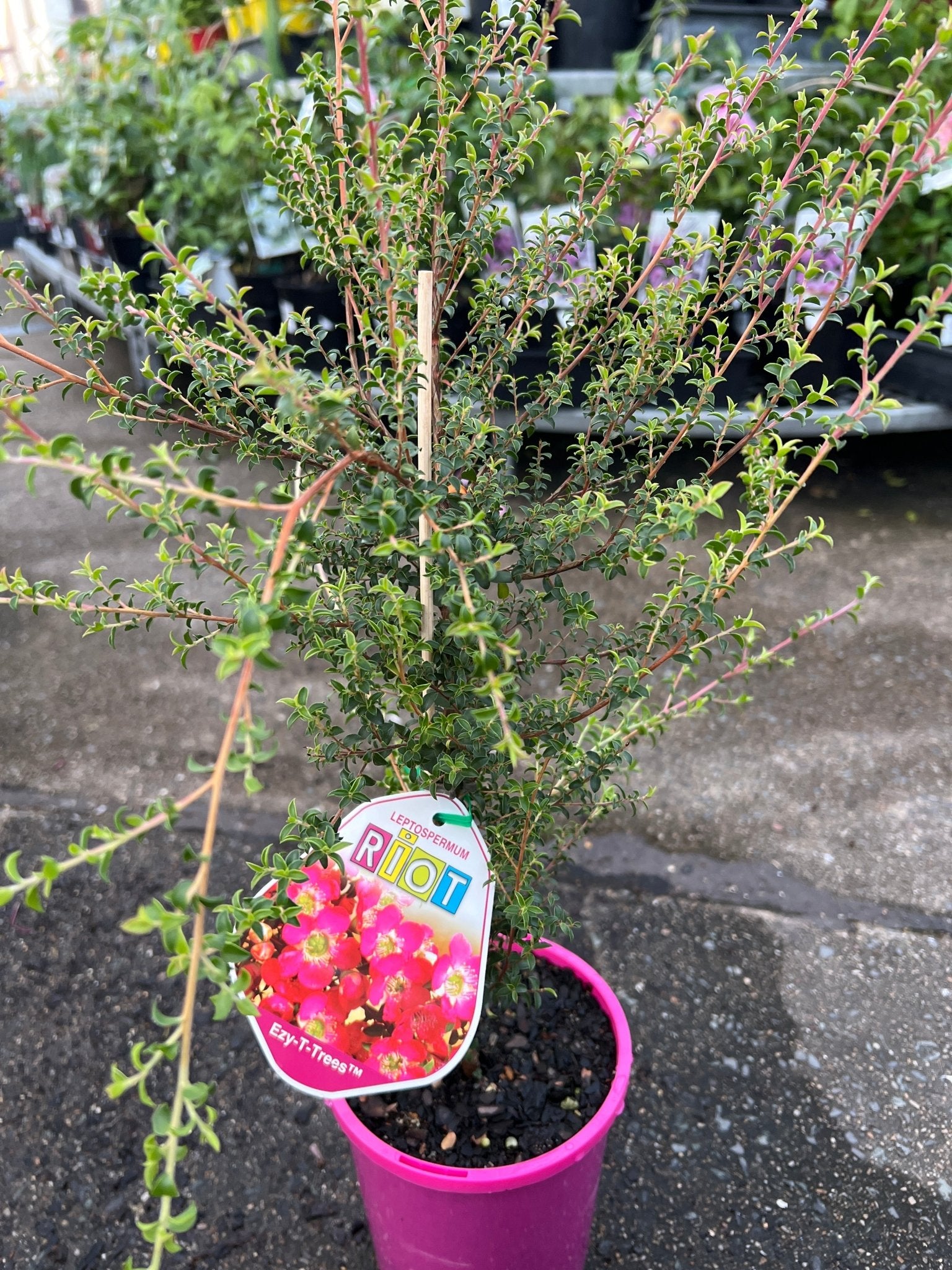 Leptospermum ‘Riot' - Ladybird Nursery