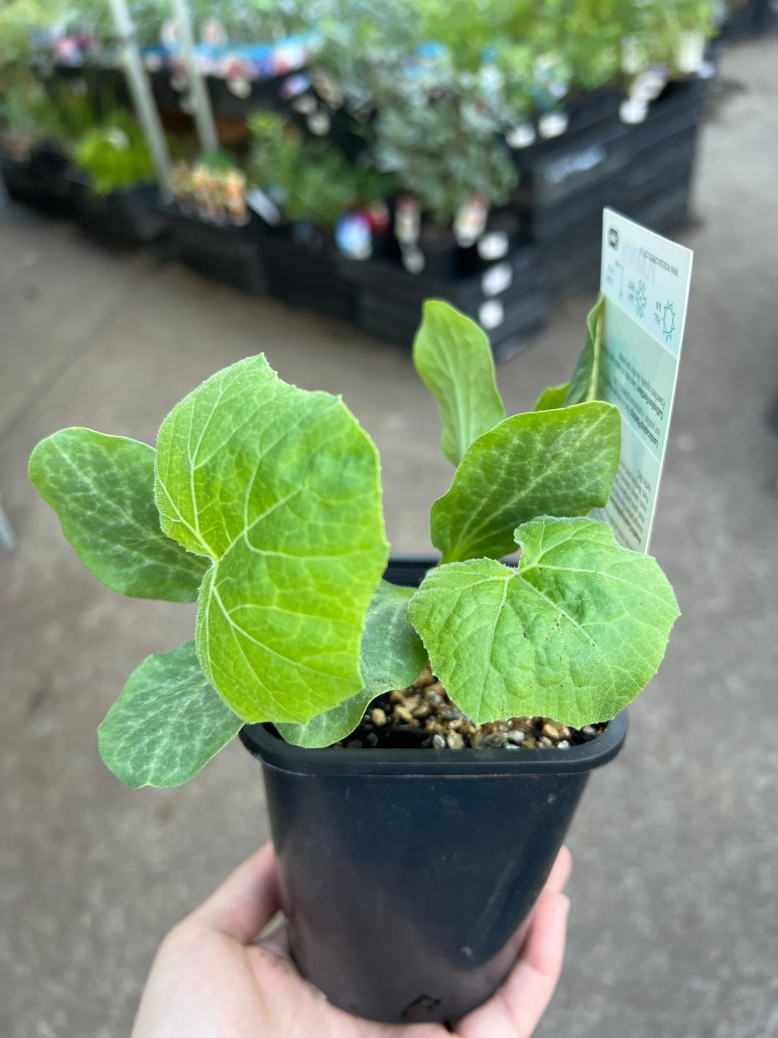 Pumpkin 'Jap' (Pickup Only) - Ladybird Nursery