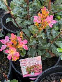 Rhaphiolepis 'Pink Punch' - Large - Ladybird Nursery