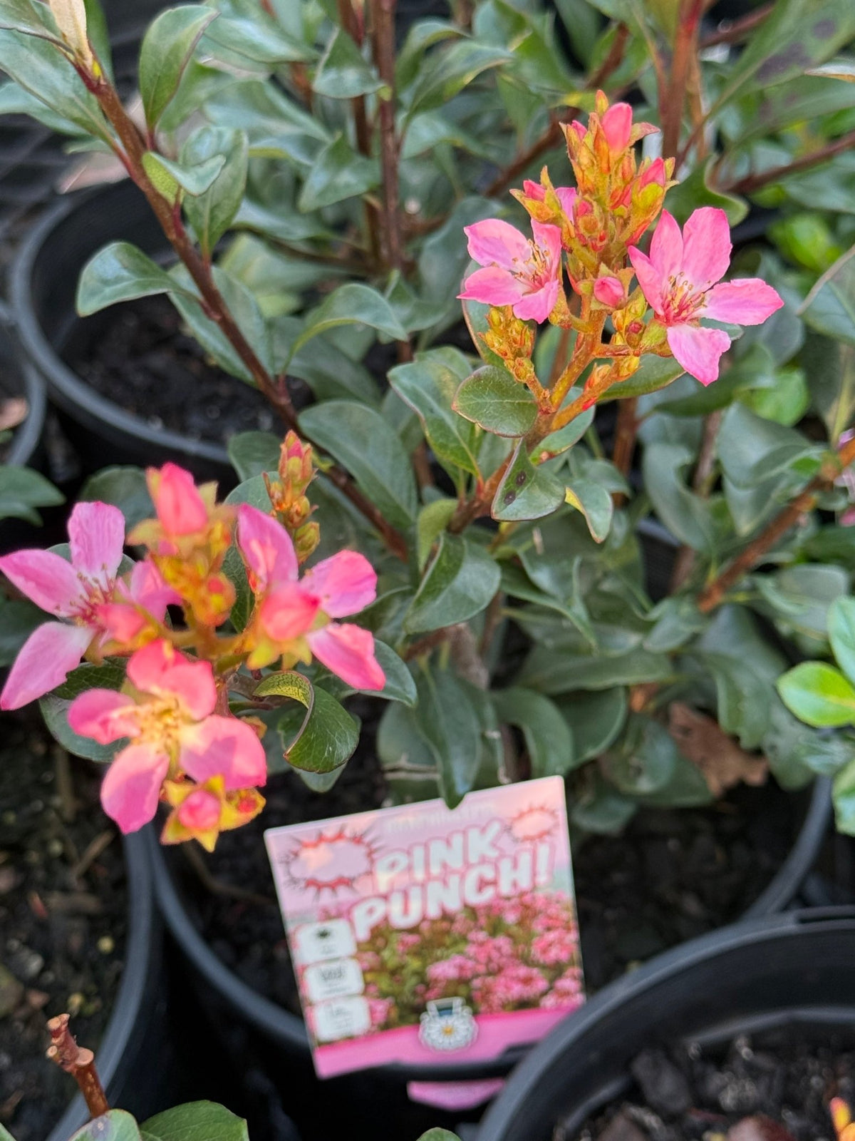Rhaphiolepis 'Pink Punch' - Large - Ladybird Nursery