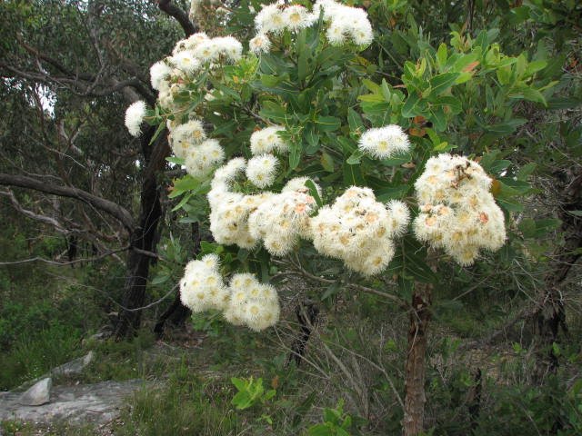 Dwarf Apple (Angophora hispida) - Ladybird Nursery