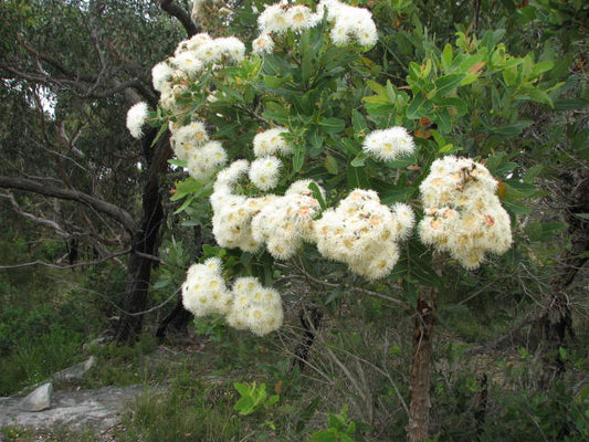 Dwarf Apple (Angophora hispida)