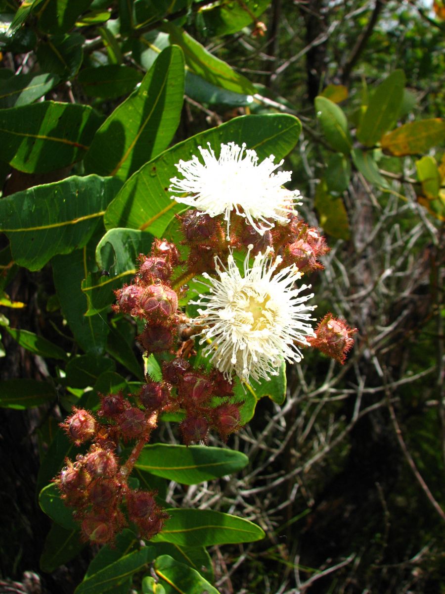 Dwarf Apple (Angophora hispida) - Ladybird Nursery