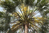 Ribbon Fan Palm (Livistona decora)