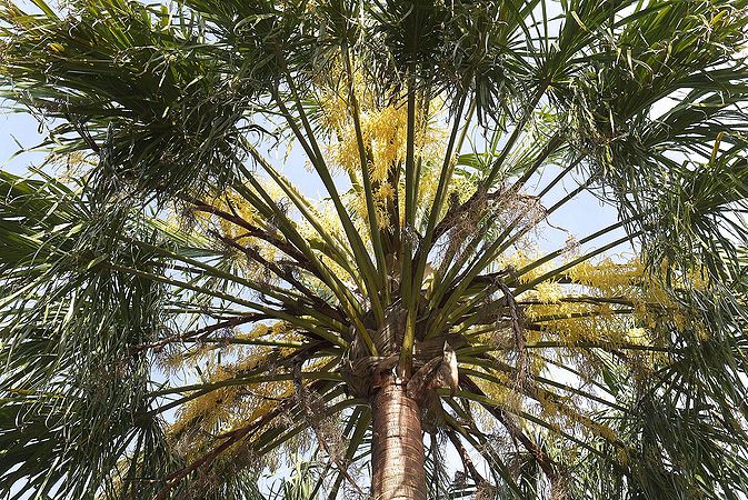 Ribbon Fan Palm (Livistona decora) - Ladybird Nursery