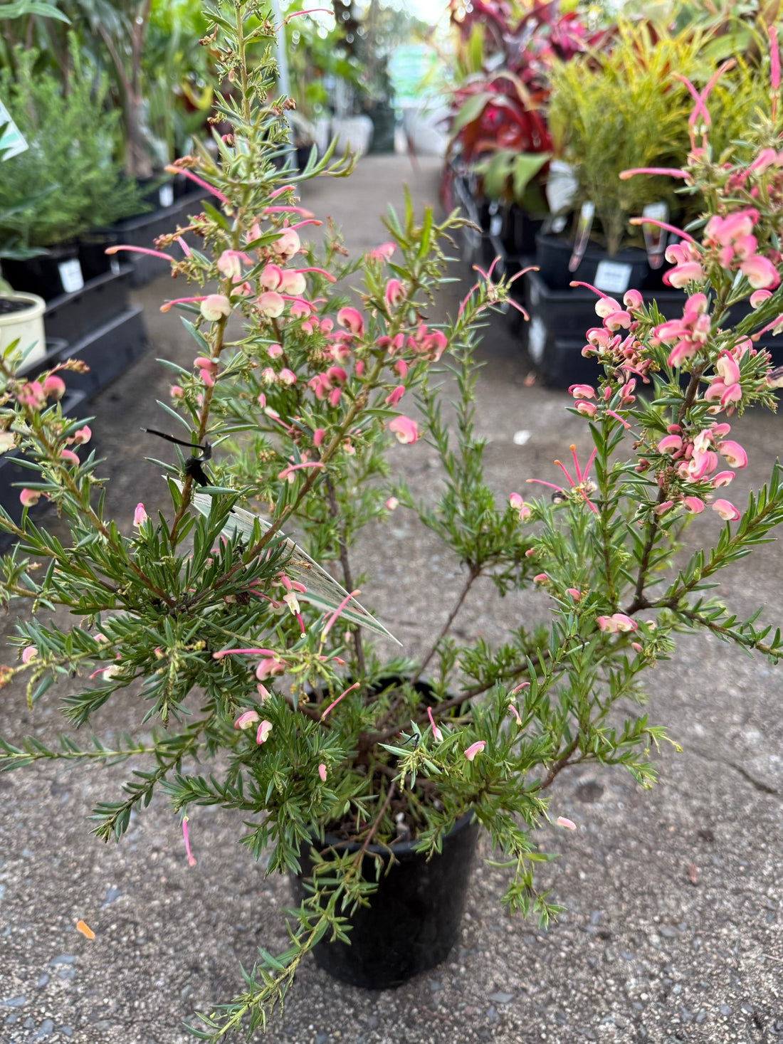 Dwarf Grevillea 'Pink Pixie' (Grevillea rosmarinifolia) - Ladybird Nursery