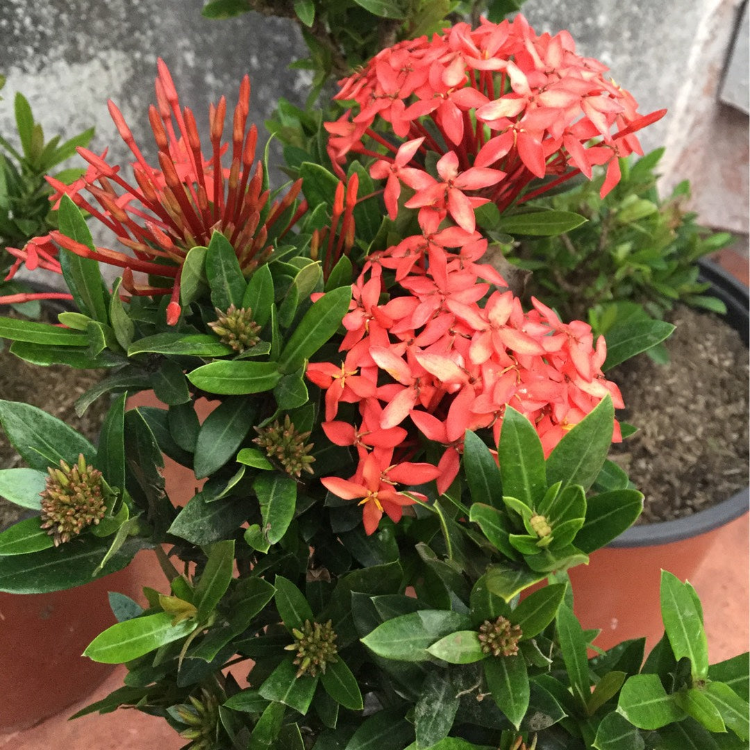 Ixora Coral Fire