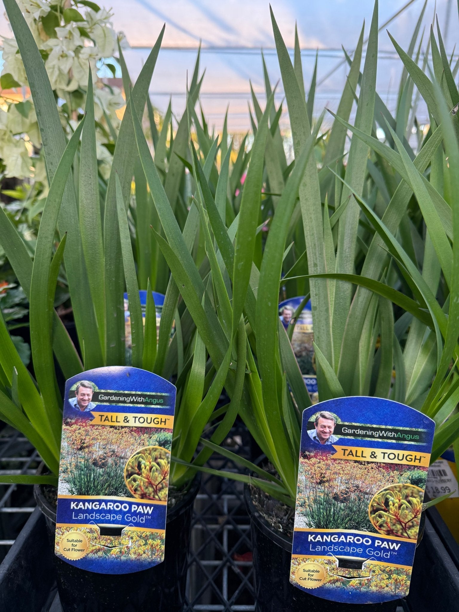 Kangaroo Paw 'Landscape Gold' (Anigozanthos) - Ladybird Nursery